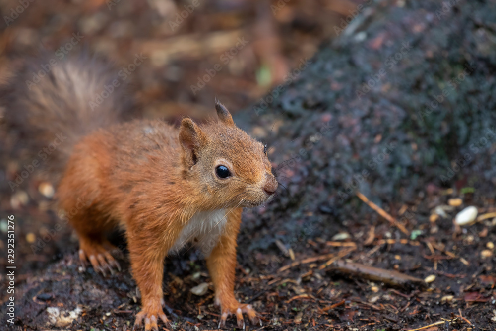 red squirrel, Sciurus vulgaris, close up portrait displaying facial expressions on forest floor staring towards camera in a Scottish pine forest during september. red squirrel, Sciurus vulgaris, close up portrait displaying facial expressions on forest floor staring towards camera in a Scottish pine forest during september.
