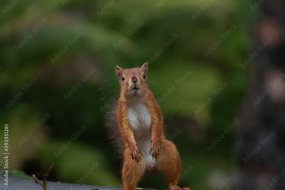 red squirrel, Sciurus vulgaris, close up portrait displaying facial expressions on forest floor staring towards camera in a Scottish pine forest during september. red squirrel, Sciurus vulgaris, close up portrait displaying facial expressions on forest floor staring towards camera in a Scottish pine forest during september.