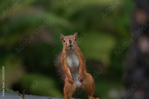 red squirrel, Sciurus vulgaris, close up portrait displaying facial expressions on forest floor staring towards camera in a Scottish pine forest during september. © Paul