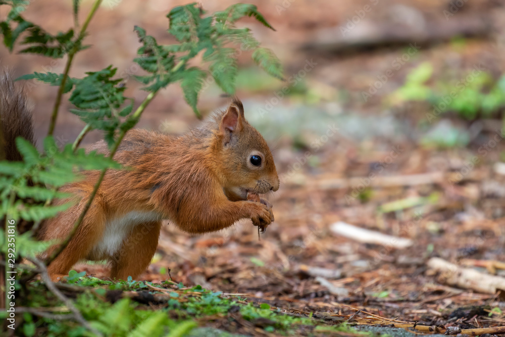 red squirrel, Sciurus vulgaris, portrait on ground beside bracken/fern, eating/staring towards camera in a Scottish pine forest.