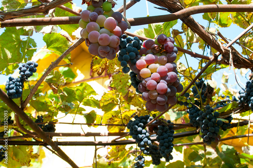 ripe bunch of pink grapes on the plot