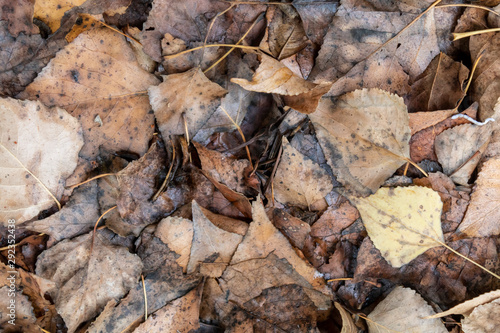 Old Weathered and Wet Autumn Leaves on The Ground