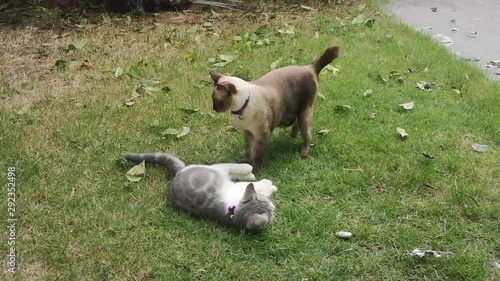 Two cats are playing on the lawn with green leaf. The cat are running in the garden.