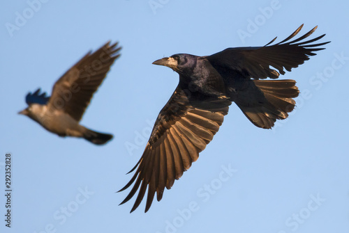 Shiny Rook swift flying in blue sky with spreaded wings feathers photo
