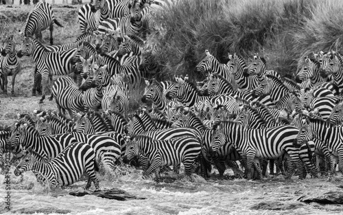 herd of zebras