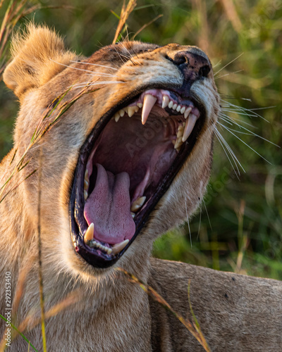 lion yawn