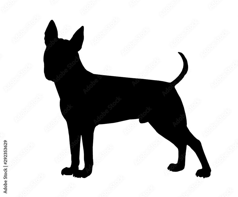 Funny bull terrier silhouette. My dog illustration.