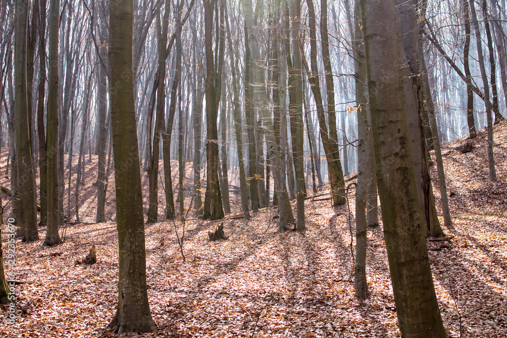 The branches of the beech trees contrast against the background of the sun-drenched forests The branches of the beech trees contrast against the background of the sun-drenched forests