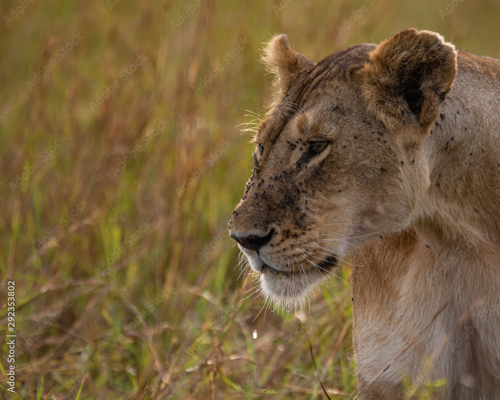 Naklejka premium lioness 