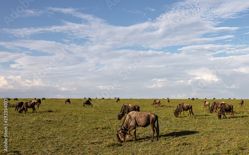 herd of wildebeest