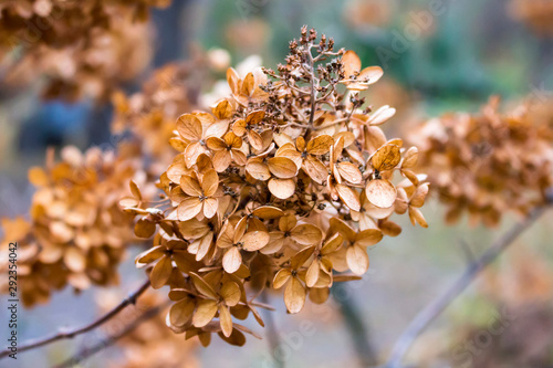 Inflorescence withered hydrangea bush in autumn