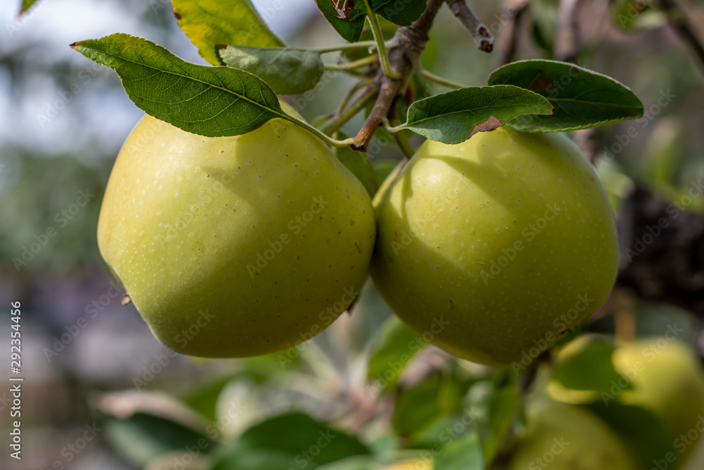 Golden Delicious Apple Branch With Almost Ripe Fruits Golden Delicious Apple Branch With Almost Ripe Fruits