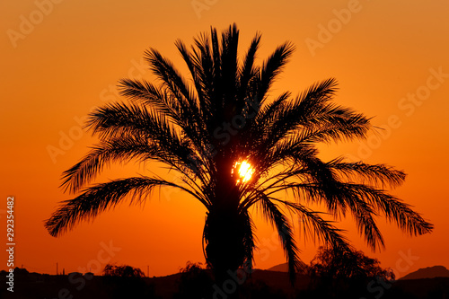 Palm Tree Sunrise