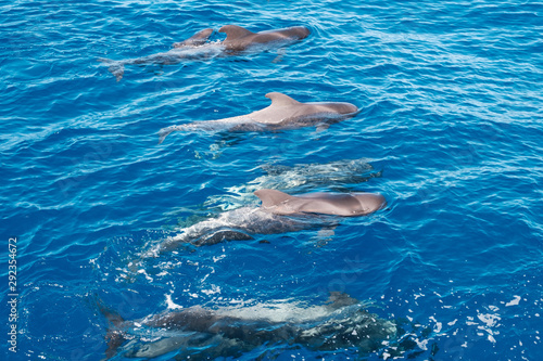 whale family, group of pilot whales