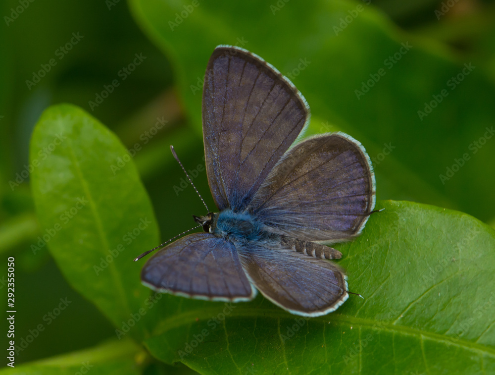 Fototapeta premium Blue Butterfly Macro 