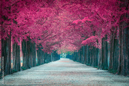Pink tree tunnel in in Sout...