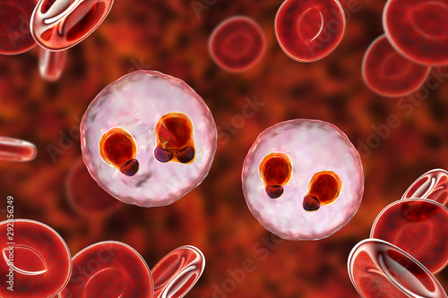 The malaria-infected red blood cells. 3D illustration showing ring-form trophozoites of malaria parasite Plasmodium falciparum inside red blood cells, the causative agent of tropical malaria