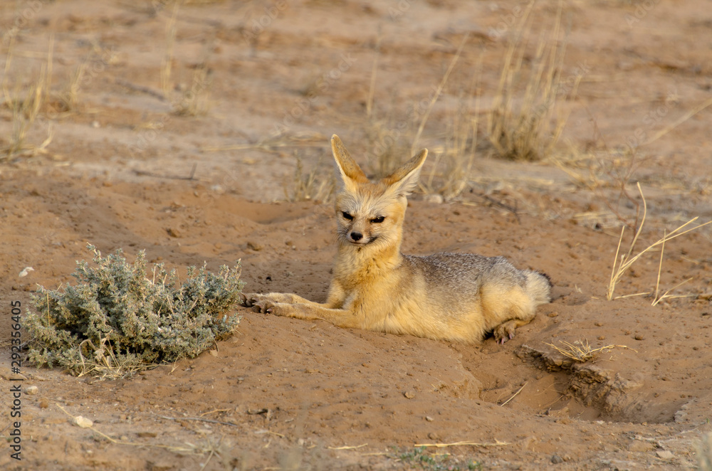 Obraz premium Renard du Cap, Vulpes chama, Parc national Kalahari, Afrique du Sud