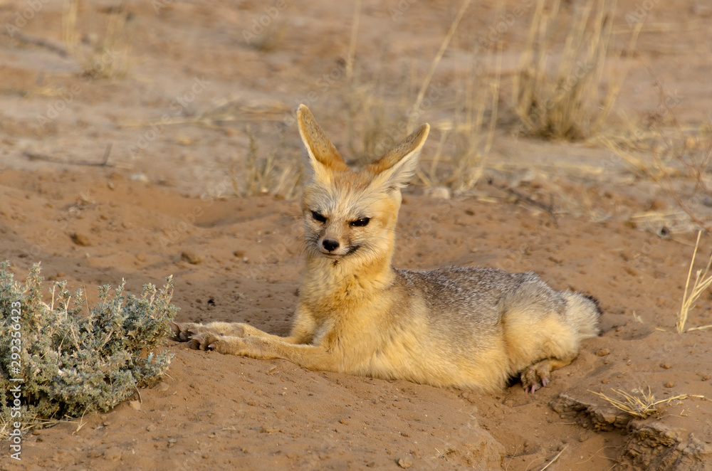 Fototapeta premium Renard du Cap, Vulpes chama, Parc national Kalahari, Afrique du Sud