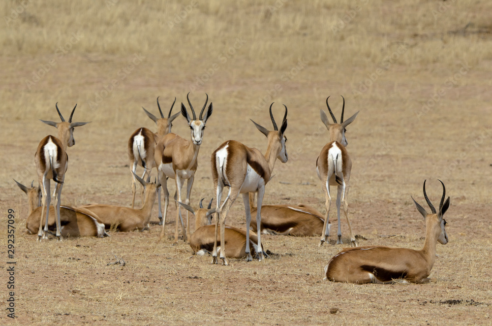 Springbok, Antidorcas marsupialis, Afrique du Sud Springbok, Antidorcas marsupialis, Afrique du Sud