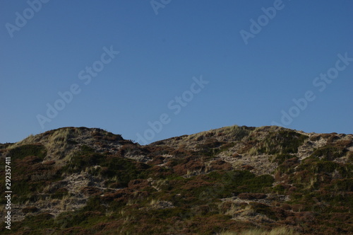 Dünenlandschaft mit Heide auf Sylt