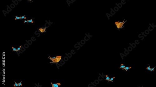 Swarm of colorful butterflies Myrina Silenius flying in loop. Close view. Realistic animation isolated on transparent background. photo