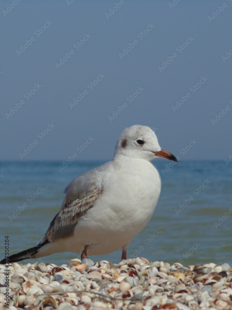 Fototapeta premium Seagulls close-up against the background of the sea