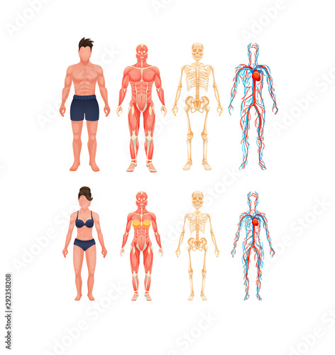 Human body anatomy man and woman vector
