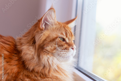 Red maine coon cat looking through a window © Stepan Popov