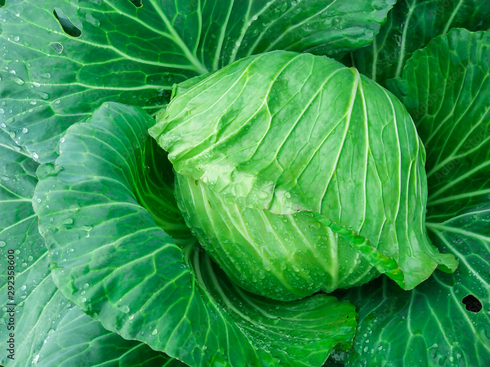 Obraz premium fresh green cabbage