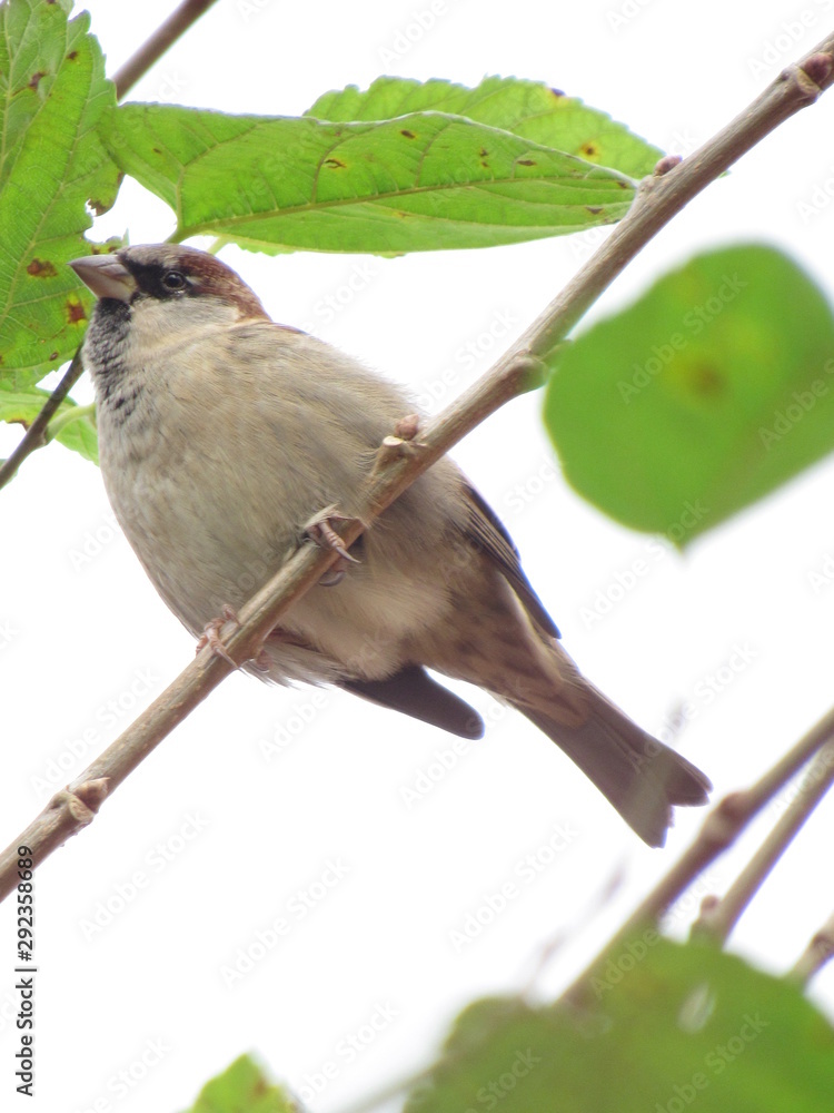 Obraz premium bird on a branch