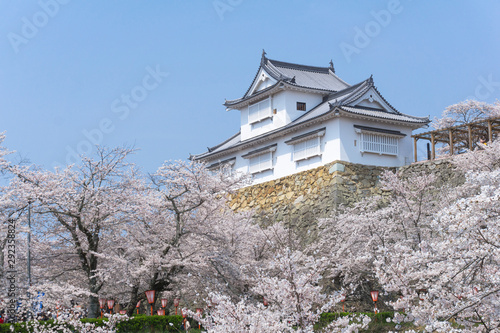 Tsuyama castle with sakura blooming season © anujakjaimook