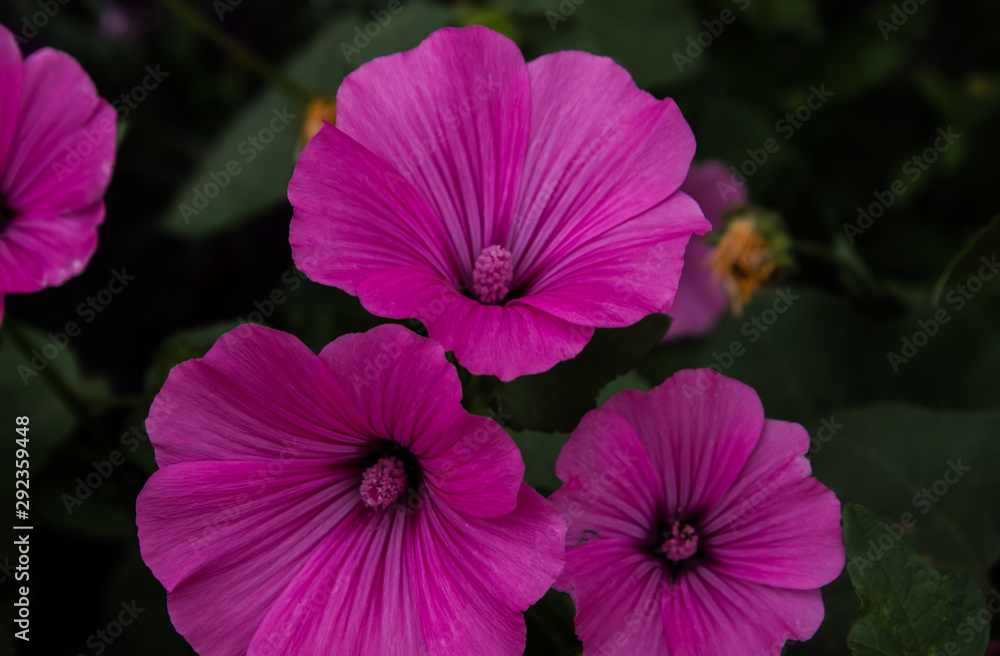 Petunia on a black background. floral background. Background of petunia flowers on a black background. Petunia on a black background. floral background. Background of petunia flowers on a black background.