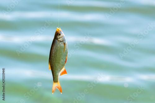 Close up single common rudd fish on hook. Fishing concept