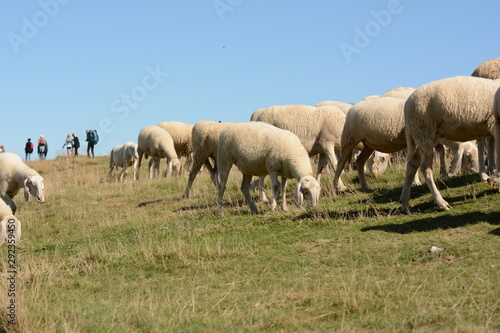 pecore al pascolo sul monte baldo