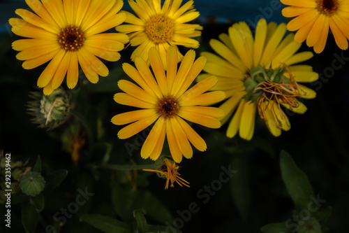 Yellow flowers on a black background. Black background with flowers. top view