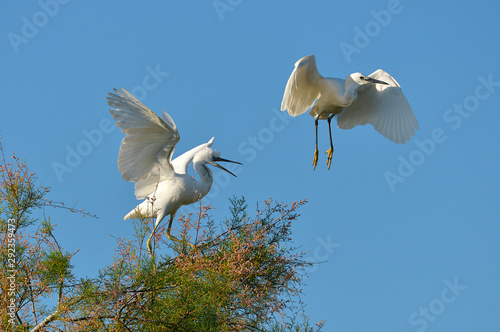 Two little egrets (Egretta garzetta) one in the tree, the other in flight, on the blue sky background, in the Camargue is a natural region located south of Arles, France