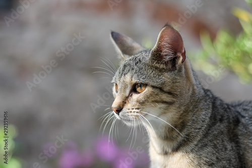 Wallpaper Mural Tabby kitty portrait Torontodigital.ca