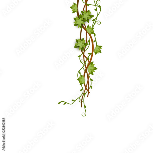 Green jungle vine climbing down with entwined branches with flowers and tendril.
