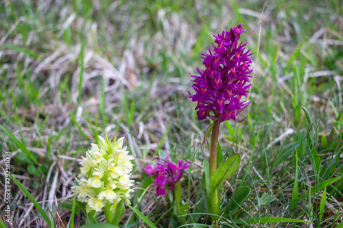 Orchidea sambucina. Abruzzo
