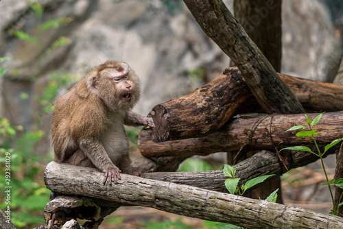 Photography monkey in chiangmai zoo thailand