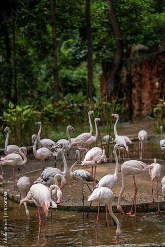 flamingo in chiangmai zoo thailand