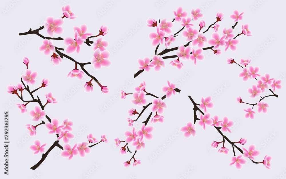 Cherry branches with blooming spring flowers set of vector illustrations isolated. Cherry branches with blooming spring flowers set of vector illustrations isolated.