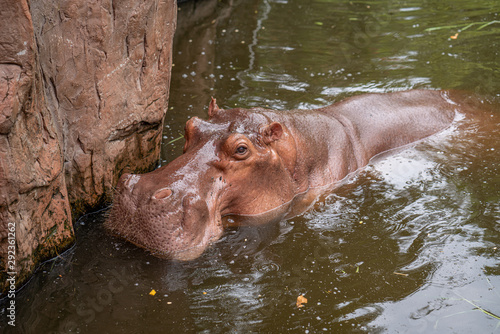 hippopotamus in chiangmai zoo thailand