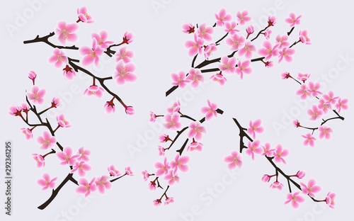 Cherry branches with blooming spring flowers set of vector illustrations isolated.