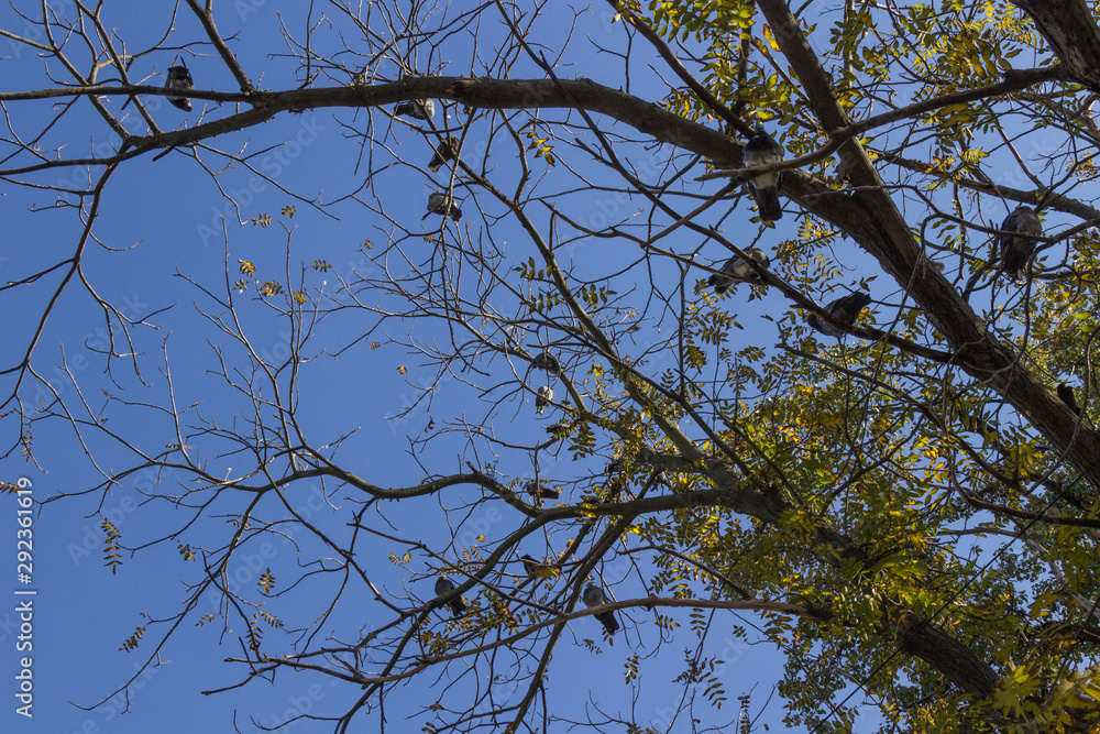 Gray pigeons on tree branches against the blue sky Gray pigeons on tree branches against the blue sky
