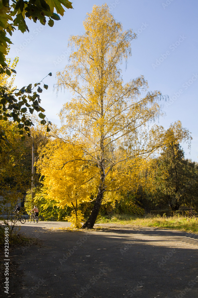 Birch with yellow leaves, blue sky, autumn sunny day