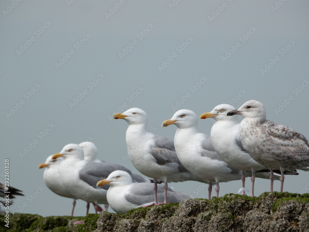 Möwe Nahaufnahme Holland Strand Möwe Nahaufnahme Holland Strand