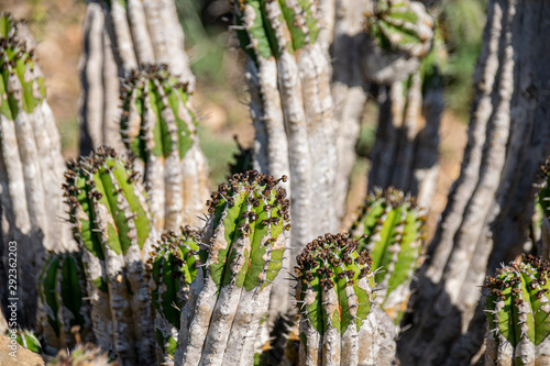 Cacti (euphorbia echinus) growing in the harsh arid environment on the hillside in Agadir, Morocco