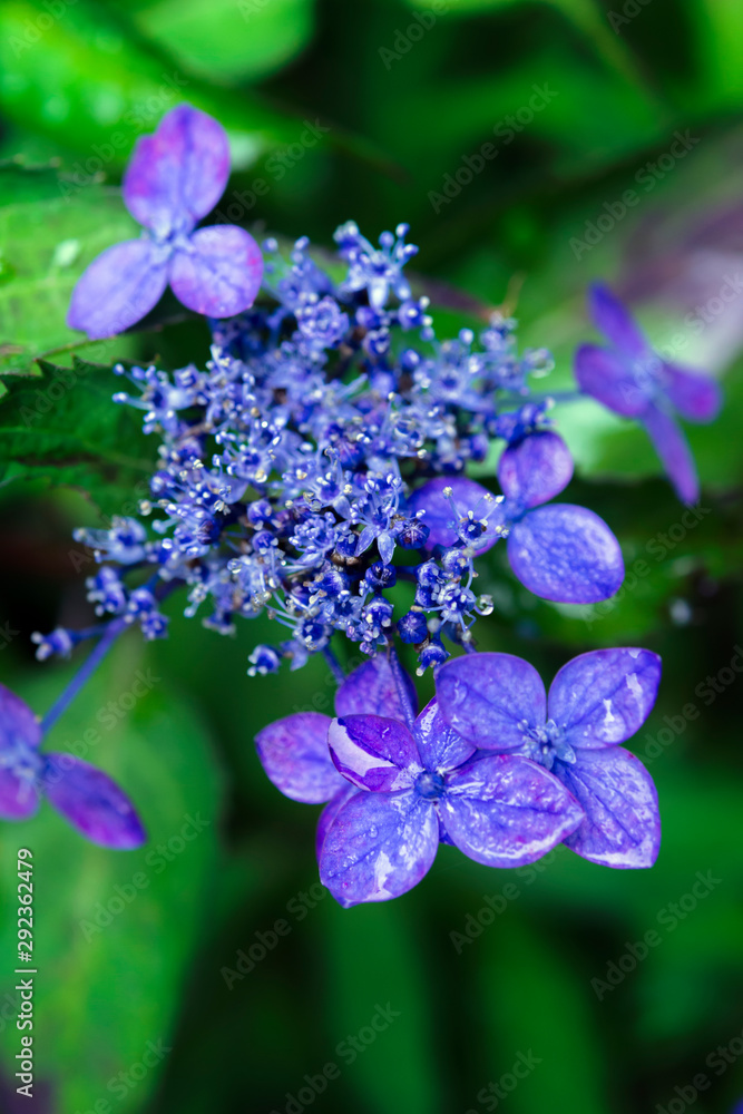 濡れた紫色の紫陽花(Wet purple hydrangea)